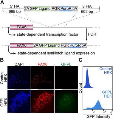 Use of CRISPRoff and synthetic Notch to modulate and relay endogenous gene expression programs in engineered cells